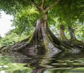 großer alter Baum und ein Fluss © Vera Kuttelvaserova