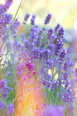 Naklejka premium Beautiful lavender in my flower garden