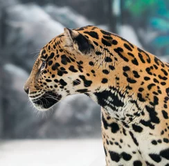 Fototapete Panther jaguar ( Panthera onca )