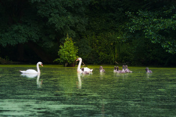 swan family