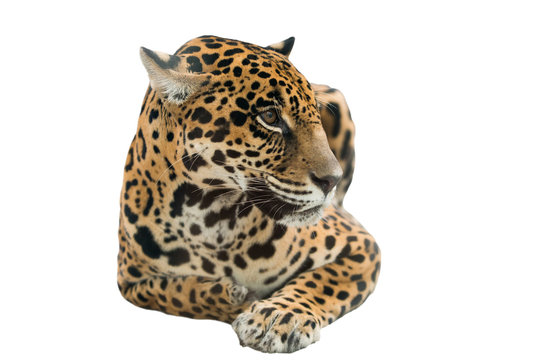 jaguar ( Panthera onca ) isolated