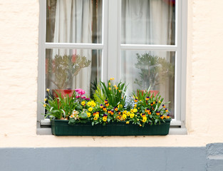Fototapeta na wymiar Flowers on a windows