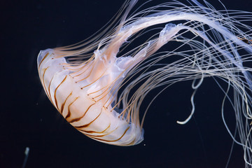 Naklejka premium Meduza pływająca w oceanie