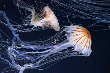Naklejka premium Meduza pływająca w oceanie