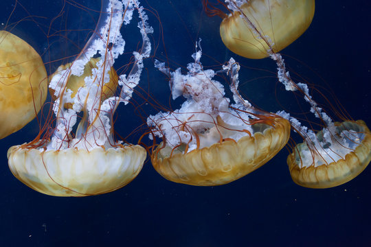 Chrysaora fuscescens Jellyfish