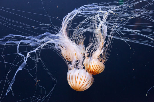Jellyfish swimming in the ocean