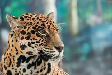 Foto op Plexiglas Jaguar (Panthera onca) © anankkml