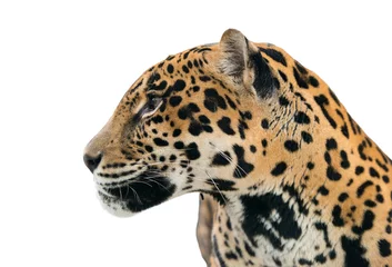 Fototapete Panther jaguar ( Panthera onca ) isolated