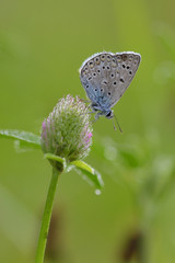 Himmelblauer Bläuling