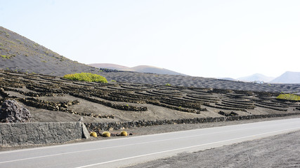 Plantación típica de viñedos en Lanzarote, Islas Canarias