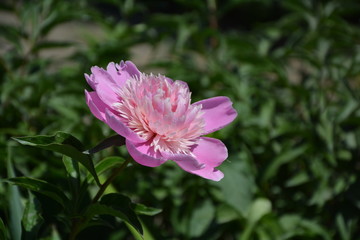 Obraz premium Peony