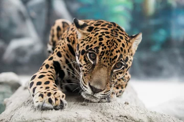 Fotobehang Panter jaguar (Panthera onca)