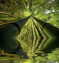 Rideaux tamisants Bambou forêt de bambous - fond de bambou frais