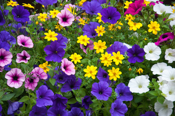 a mix of different colorful outdoor plants - 68380179