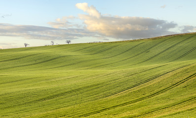 Wiosna na polach-młode,dojżewające zboże © Mike Mareen