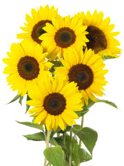 Sonnenblumen