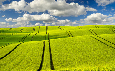 Lato na pofalowanym polu © Mike Mareen