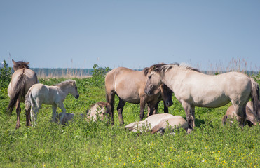 Goup of Konik horses © hipproductions