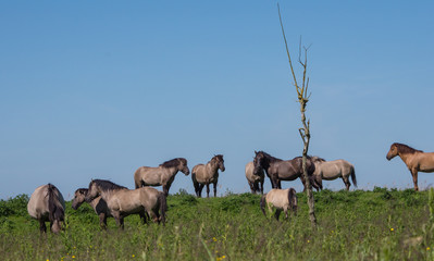 Obraz premium Goup of Konik horses