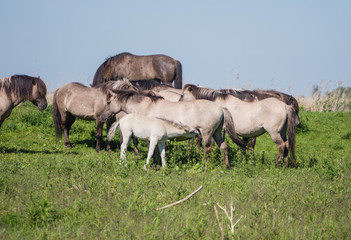 Goup of Konik horses