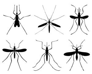 Black silhouettes of mosquito, vector
