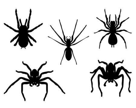 Black silhouettes of spiders, vector