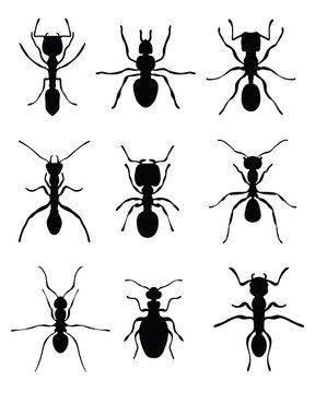 Black silhouettes of ants, vector