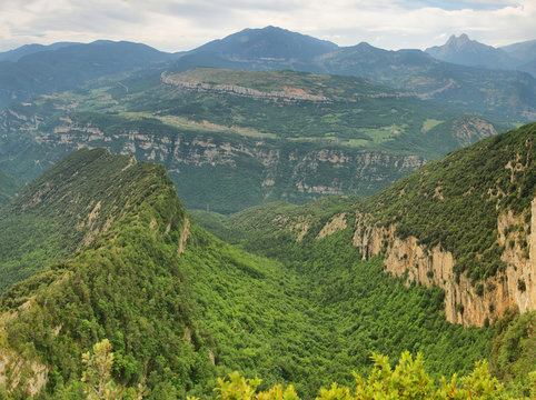 Landscape of beech forest