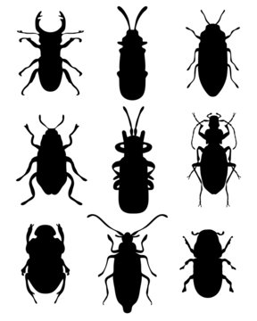 Black silhouettes of bugs, vector