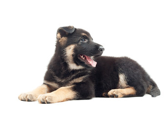 German shepherd puppy isolated on white background
