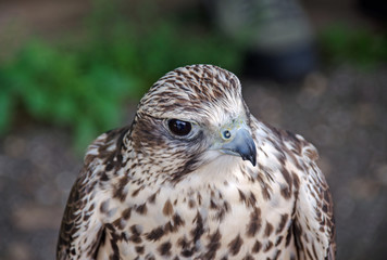 Sakerfalke