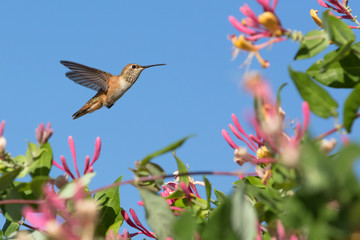 Hummingbird with flowers
