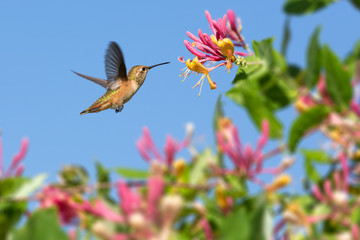 Hummingbird with flowers