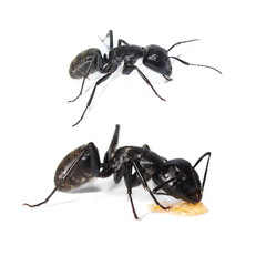 Big forest black ant isolated on white, Carpenter ant