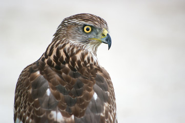 northern goshawk