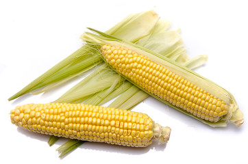 Fresh corn on the cob © thodonal