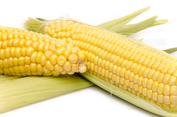 Fresh corn on the cob
