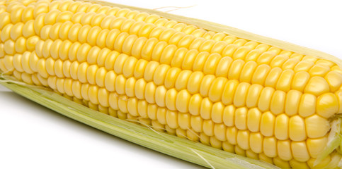 Fresh corn on the cob © thodonal