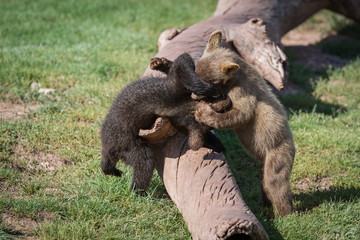 Obraz premium baby bear cubs