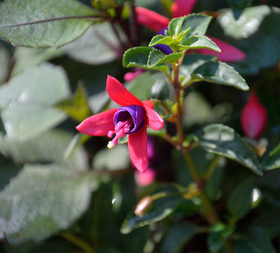 Fuchsia