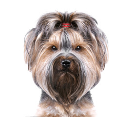 Puppy yorkshire terrier on the white background