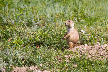 black tailed prairie dog