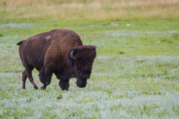 bison or buffalo