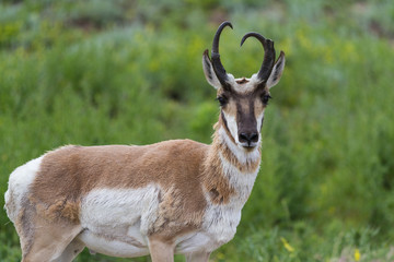 Naklejka na ściany i meble prong horn antelope