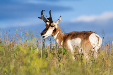 Naklejka na ściany i meble prong horn antelope