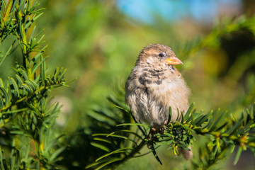 grey catbird perching on a tree branch
