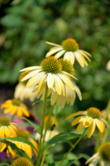 Echinacea