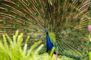 Obraz premium Pfau schlägt ein Rad