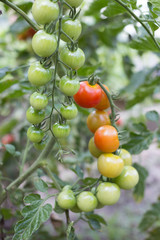 Tomatoes are a natural and healthy meal