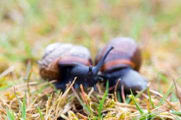 Snail race
